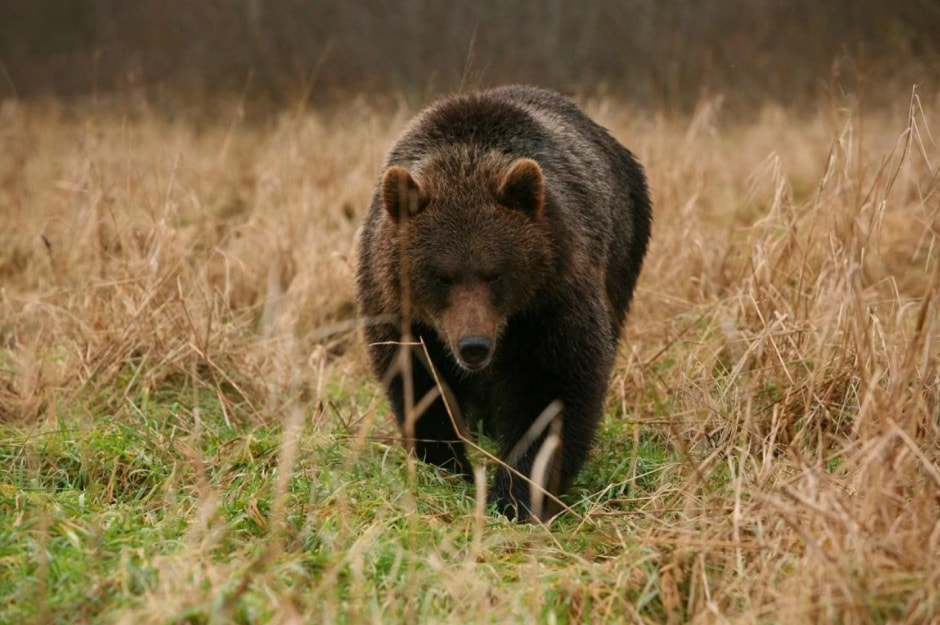 Бурый медведь.jpg