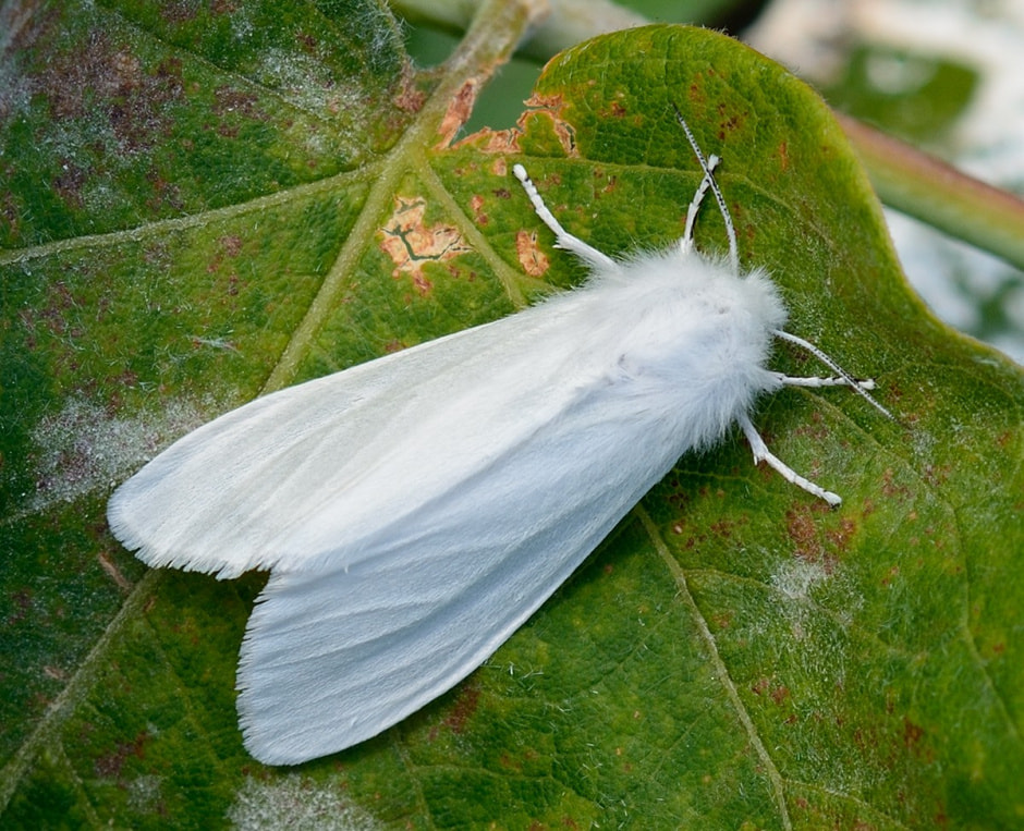 Кровопийцы атакуют 6.jpg