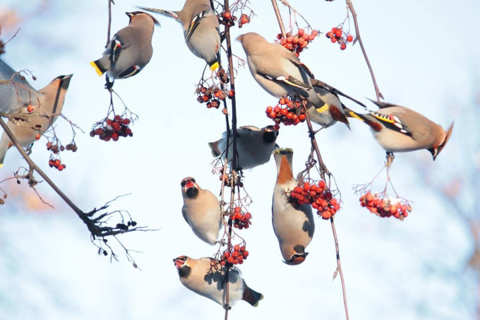 Миграция белорусских птиц 11.jpg