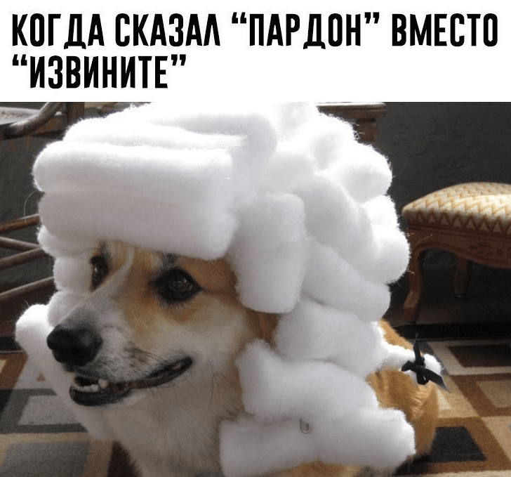 корги.png