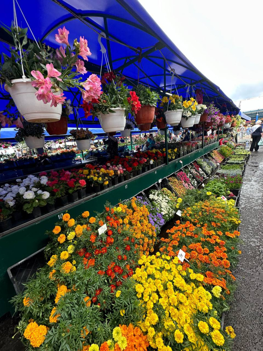 цветы балкон 19.jpg