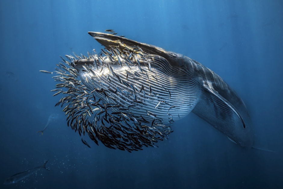 Фотоконкурсы дикой природы 2024 6.jpg