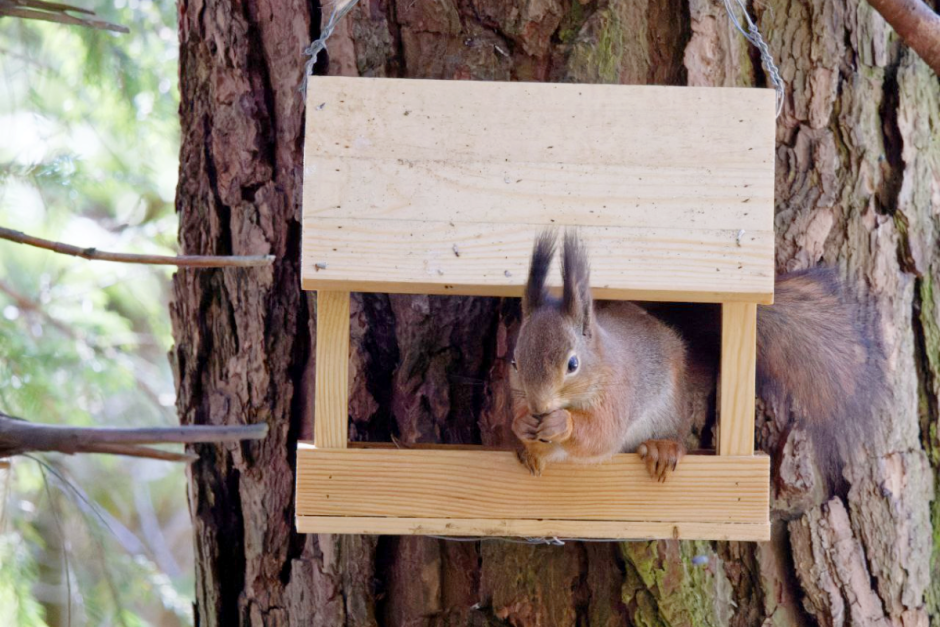 Как правильно подкармливать птиц зимой 13.png