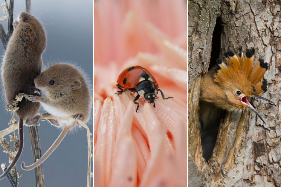 Дикая природа.png