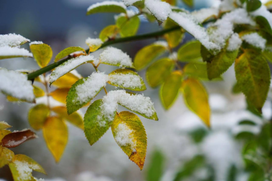 первый снег