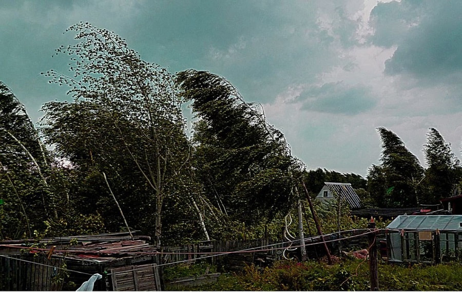 Ветер гнет деревья.jpg