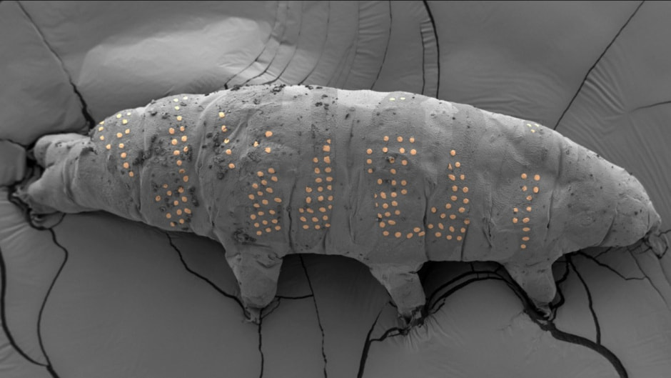 тихоходка с тату