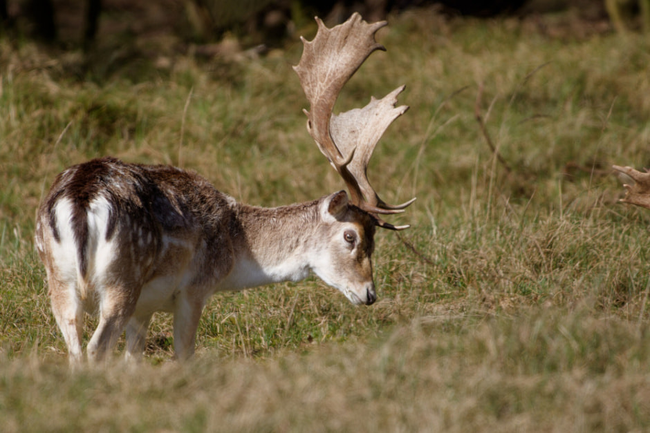 Европеиская лань 9.jpg