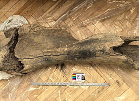 Кость молодого мамонта из Микашевичей попала к ученым спустя 30 лет