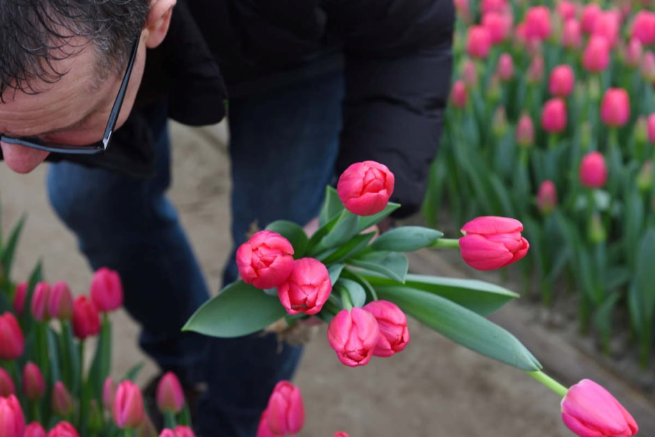 Как на Полесье выращивают тюльпаны 21.jpg