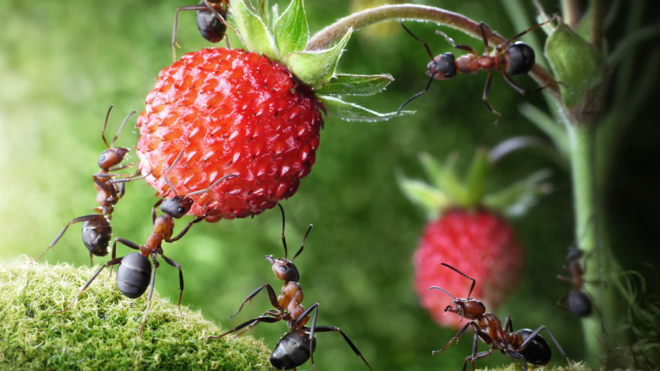 Муравьи на участке 5.jpg