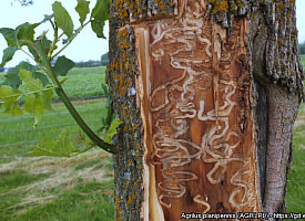 В Беларуси появился опасный вредитель: увидите его – звоните специалистам по защите растений