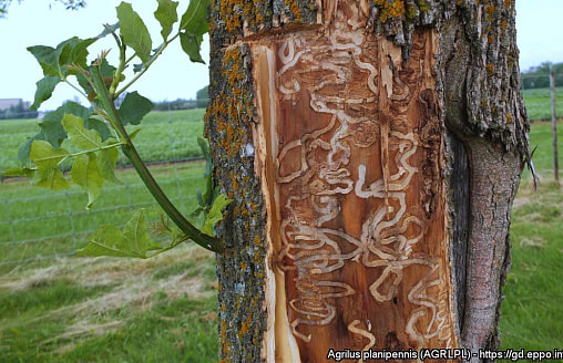 В Беларуси появился опасный вредитель: увидите его – звоните специалистам по защите растений