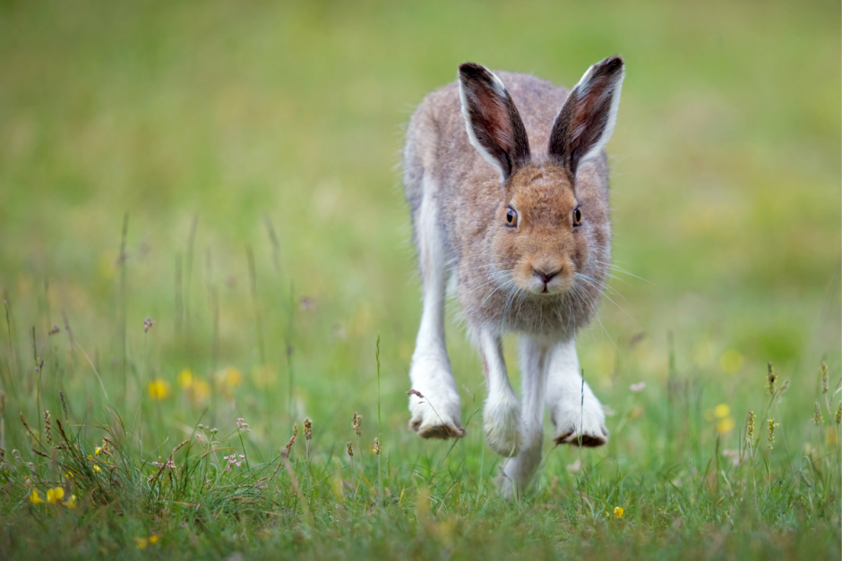 Заяц-беляк 4.png