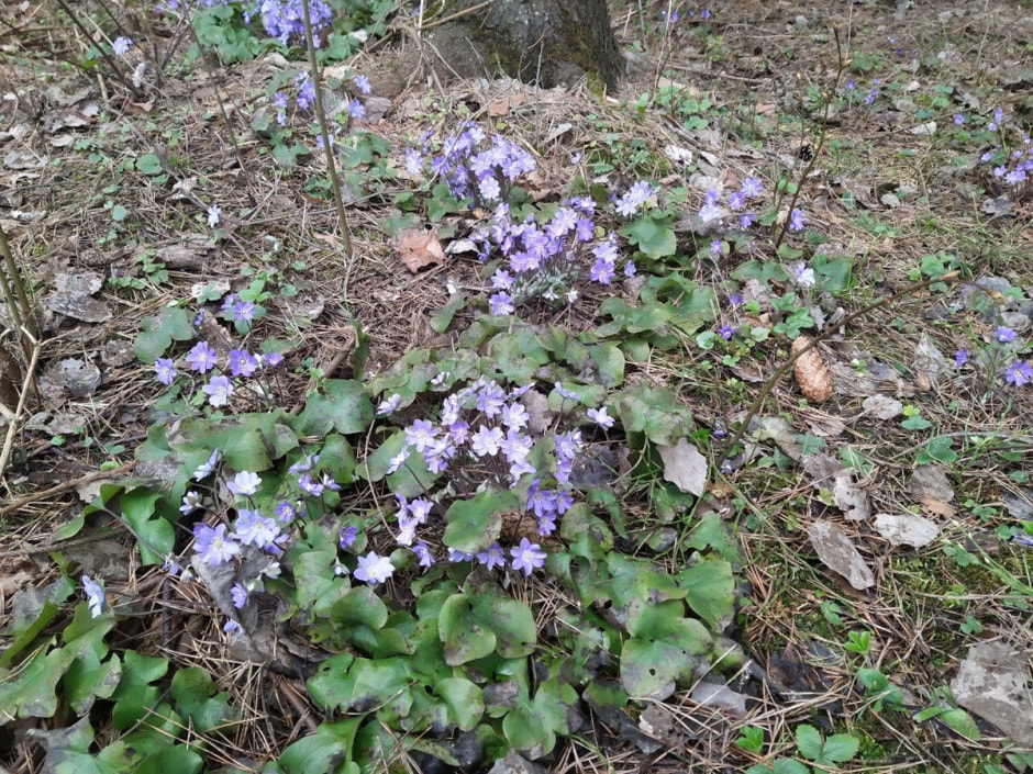 Парк 50-летия Октября 26.jpg