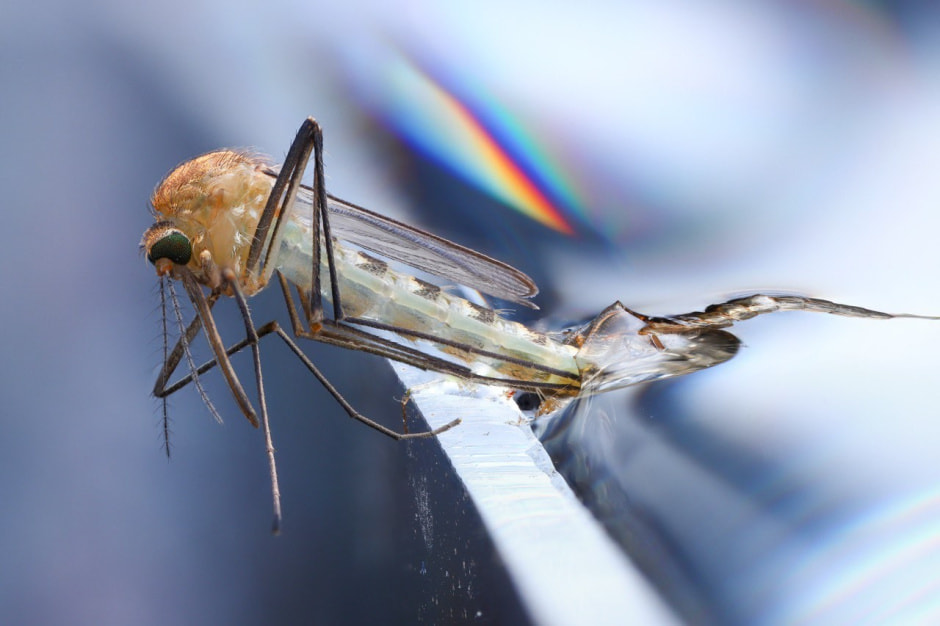 11-Имаго (взрослая особь) Кулекса.jpg