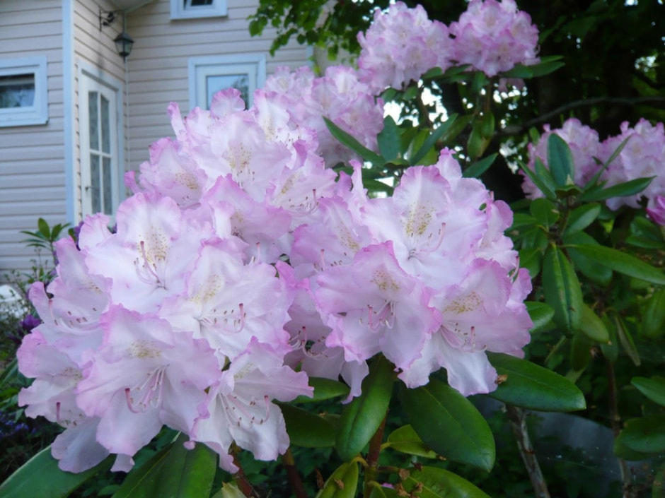 Садим рододендрон 13.jpg