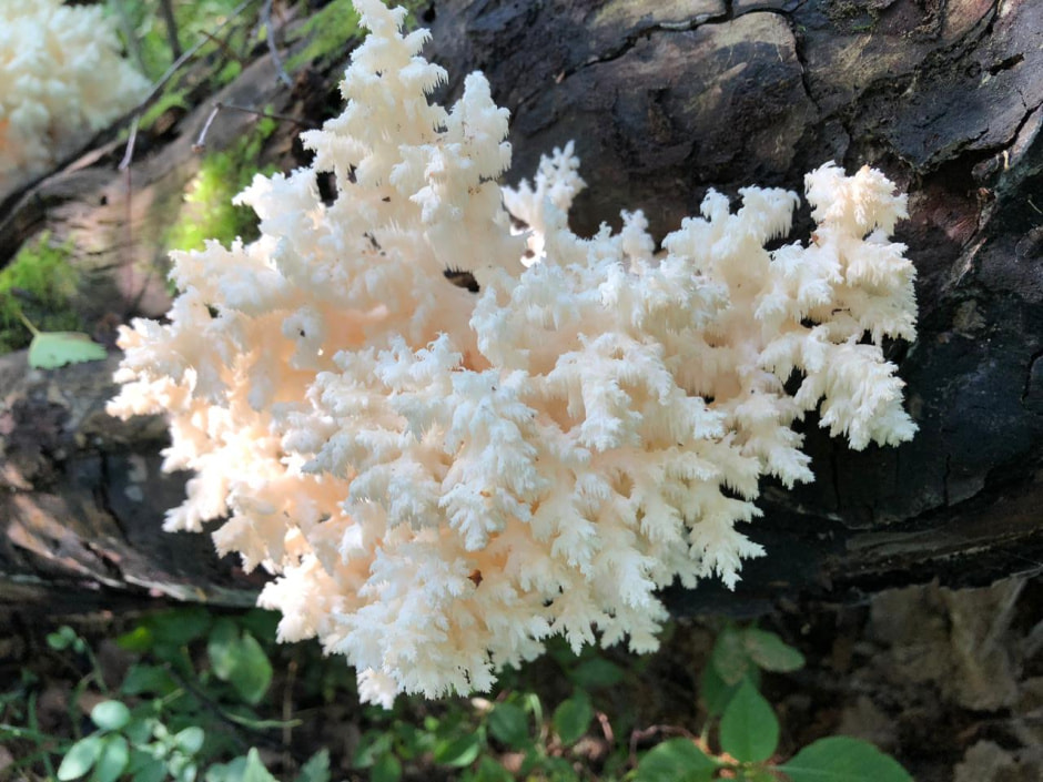 ежовик коралловидный