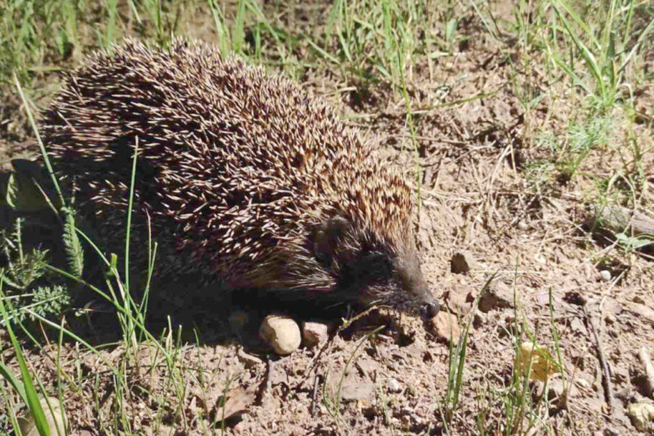 Мифы про ежей 3.png