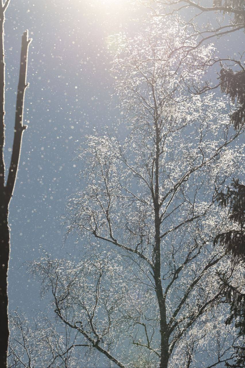 погода-зима-снежное дерево1.jpg погода-зима-снежное дерево1.jpg