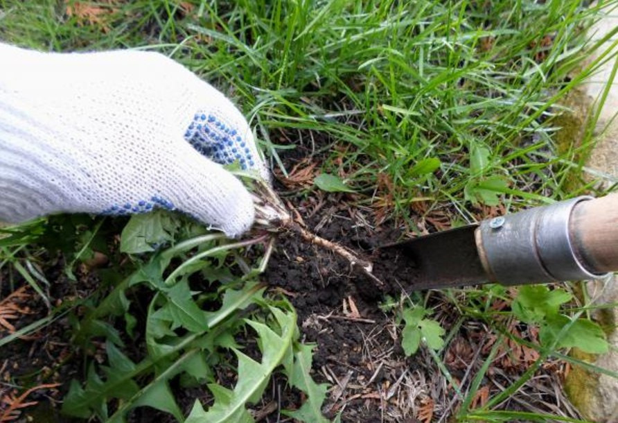 одуванчик3.jpg одуванчик3.jpg