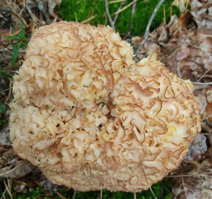 Необычный гриб