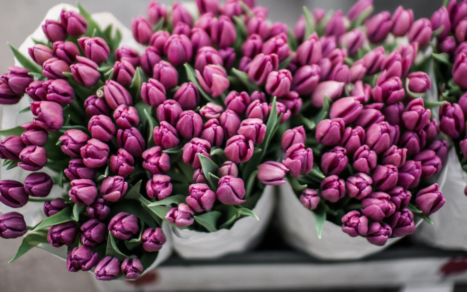 Тюльпаны.jpg Тюльпаны.jpg