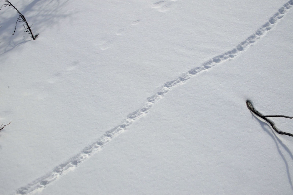 Следы животных 21.jpg