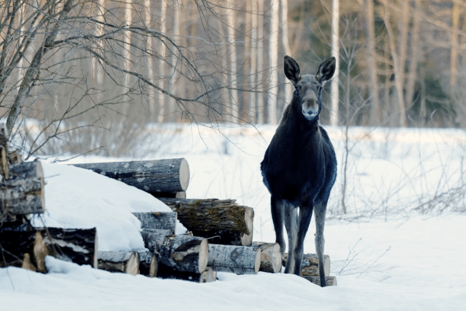 Фотограф дикой природы Инна Шкурко 13_Лось.png