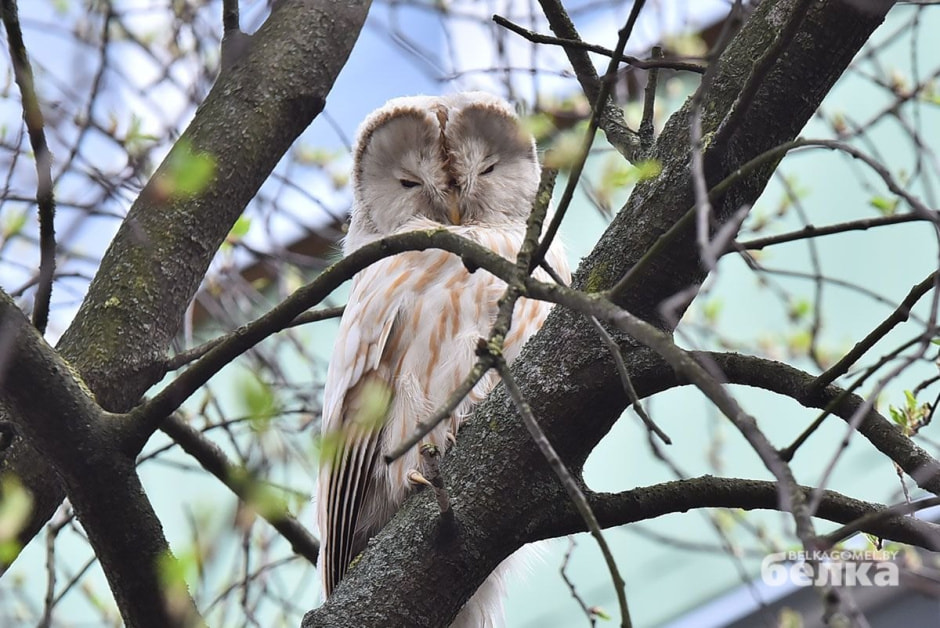 Неясыть 2.jpg