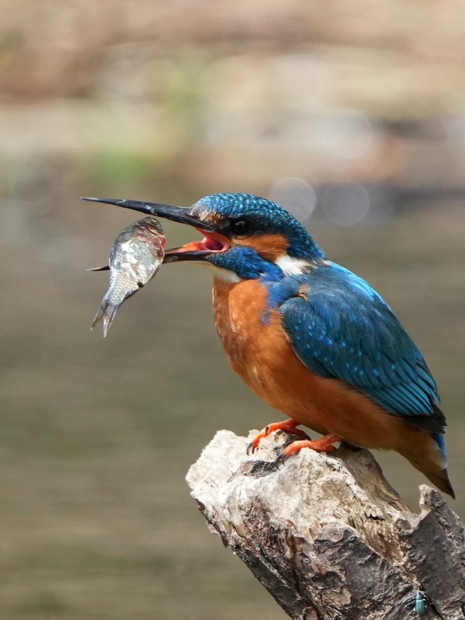 Финалисты конкурса Дикая природа Беларуси-2024 8.jpg