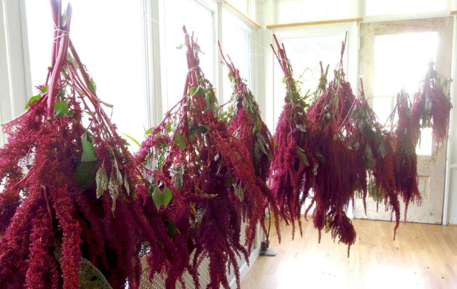 амарант 3.jpg