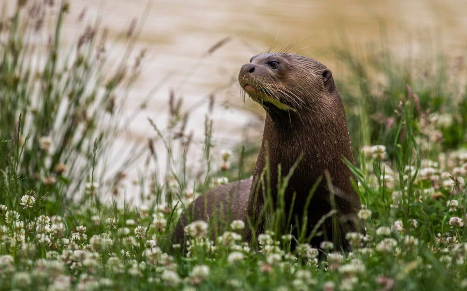речная выдра в траве