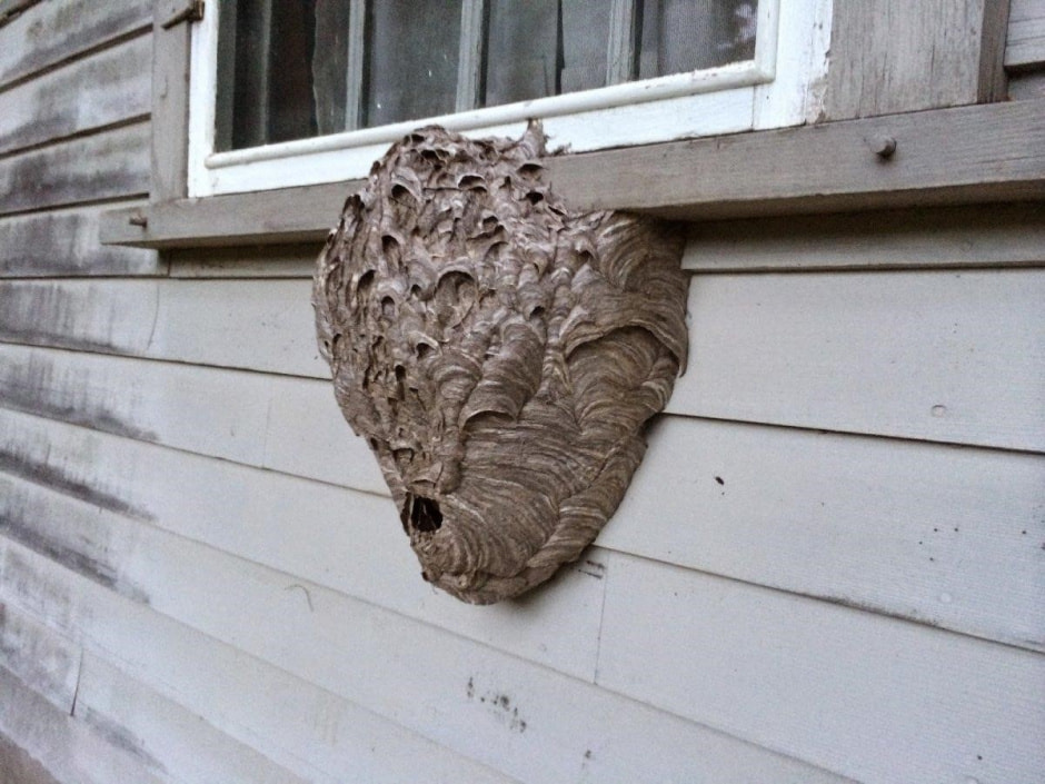 Осы и шершни на даче 2.jpg