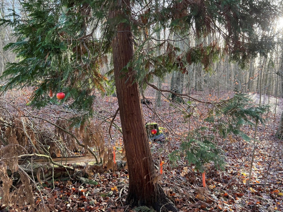 Замки Гессена 16.jpg