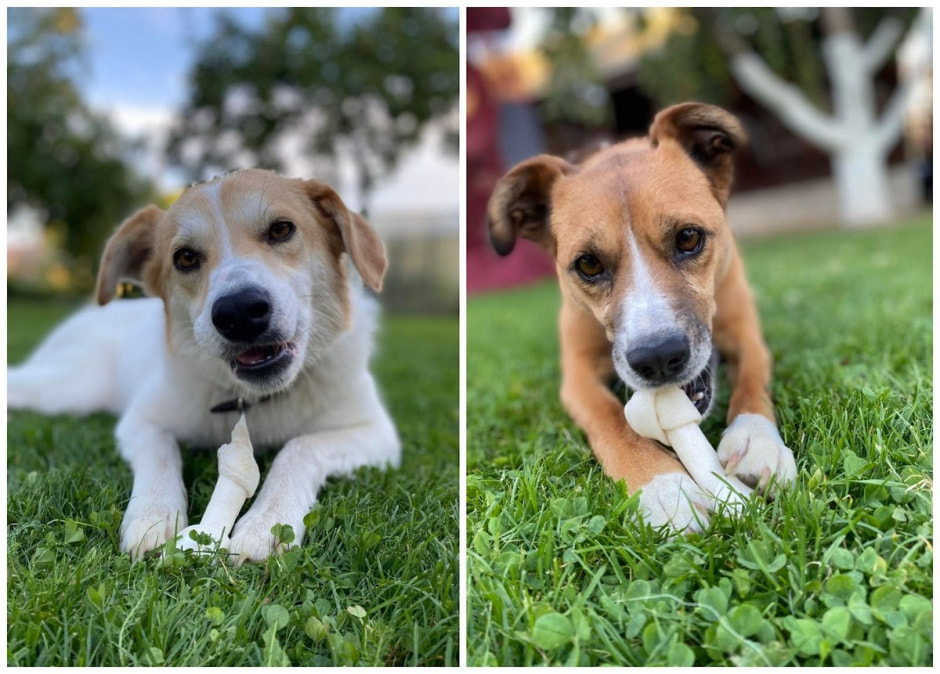 Как защитить собаку от пироплазмоза 4.jpg