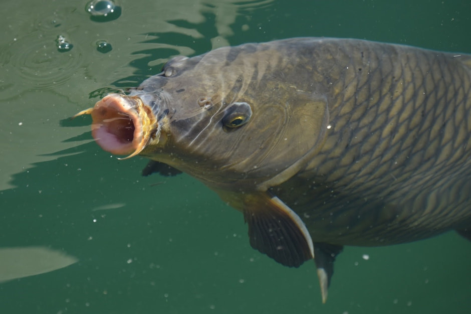 Ихтиофауна Беларуси 5_Карп.jpg