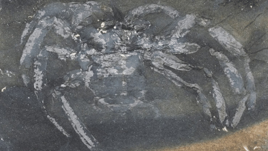 Паук в Германии .jpg