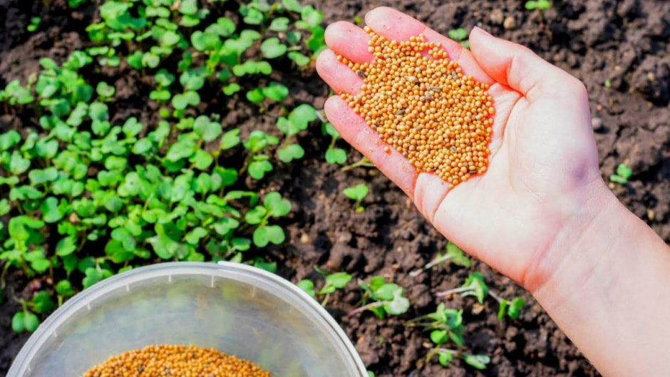 семена семена.jpg