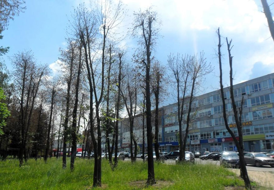 trees_molodechno.jpg