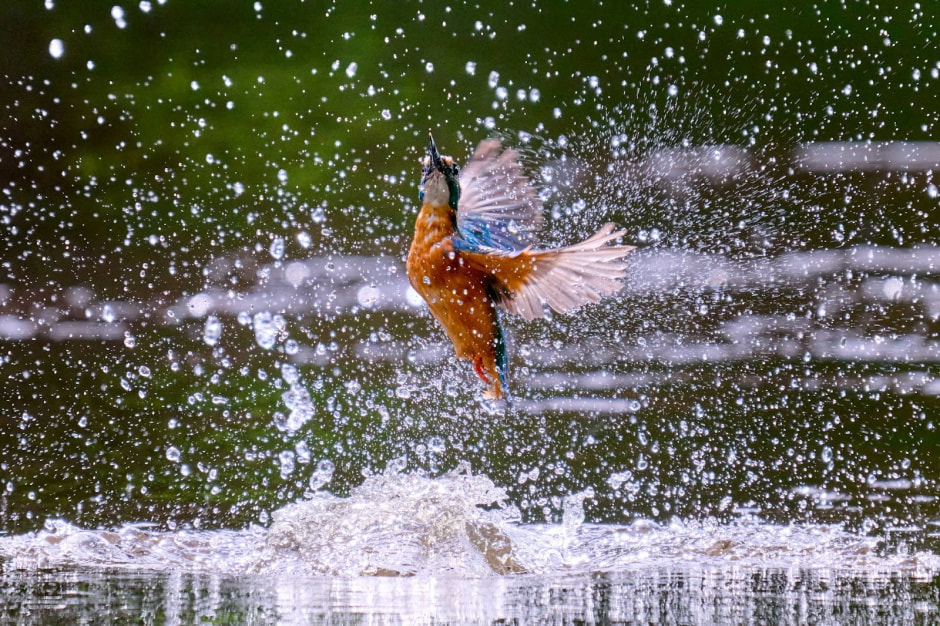 Финалисты конкурса Дикая природа Беларуси-2024 6.jpg