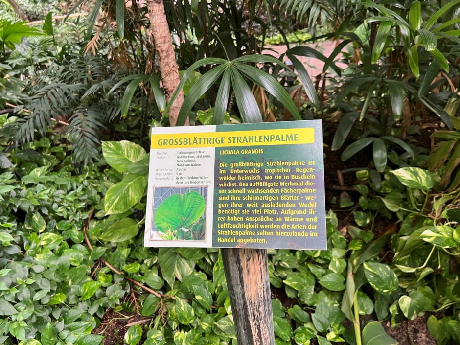 Крытый тропический лес 3.jpg