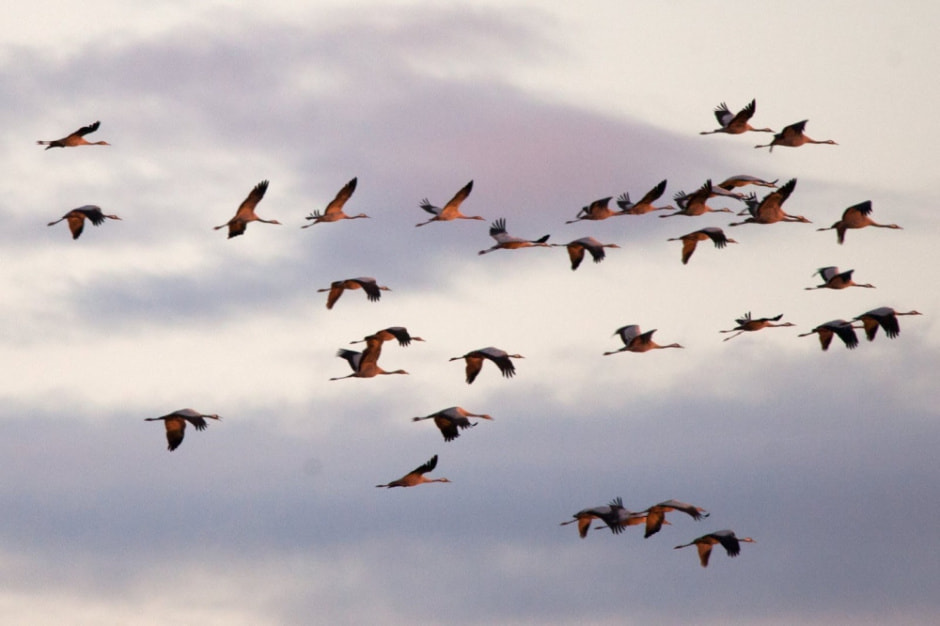Миграция белорусских птиц 2.jpg