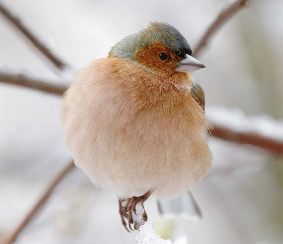 Инна Шкурко Зяблик.jpg