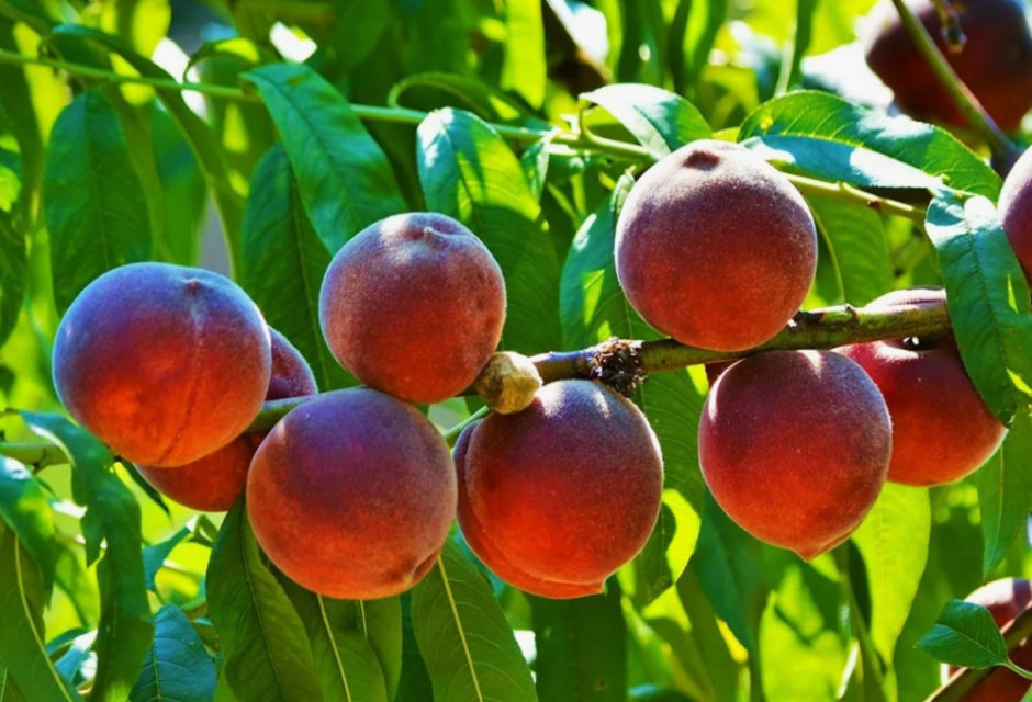 Персики на дереве .jpg