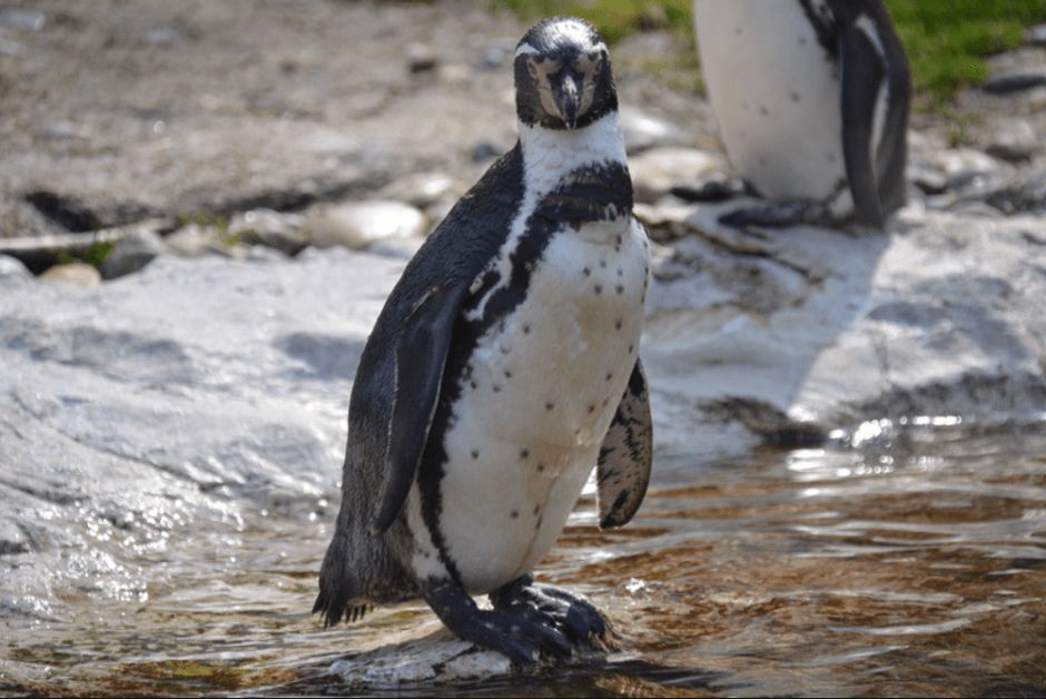 зоопарк Вены зоопарк Вены