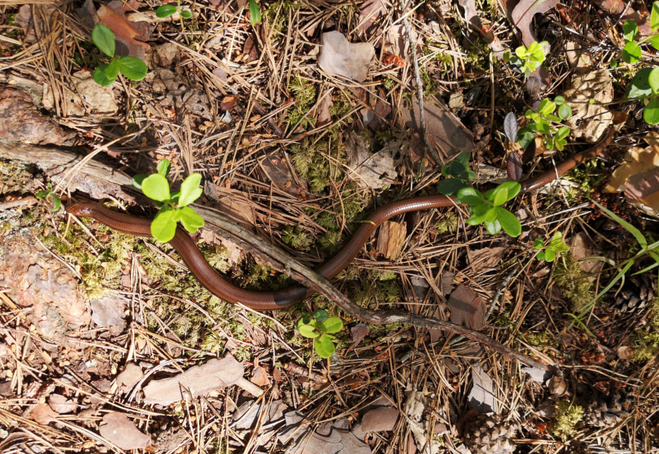 Веретеница ломкая Шкурко.jpg
