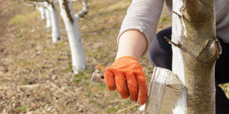 побелка деревьев