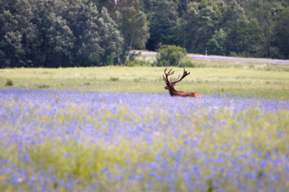 Фотограф дикой природы Инна Шкурко 10_Благородные олени.png