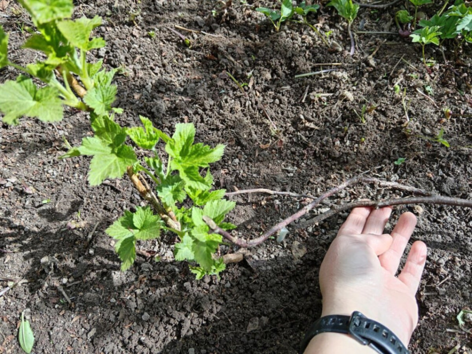 размножение 3.jpg